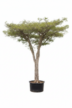 Monkey Thorn Tree | Guvies