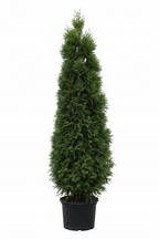 Leylandii Conifer Cypress Tree | Guvies