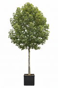 London Plane Tree | Guvies