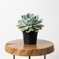 Echeveria Elegans | Guvies