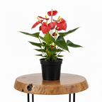 Pink Anthurium | Guvies