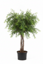 Rhus Lancea Karee Tree | Guvies