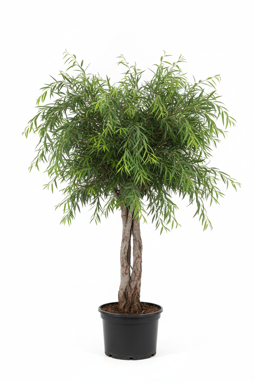 Rhus Lancea Karee Tree | Guvies