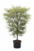 Monkey Thorn Tree | Guvies