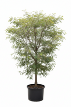 Monkey Thorn Tree | Guvies