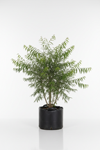 Rhus Lancea Karee Tree | Guvies