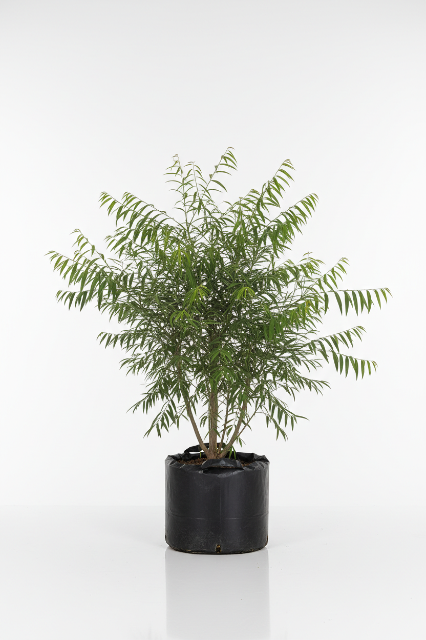 Rhus Lancea Karee Tree | Guvies