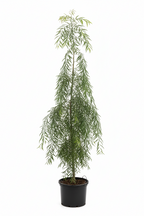 Rhus Lancea Karee Tree | Guvies