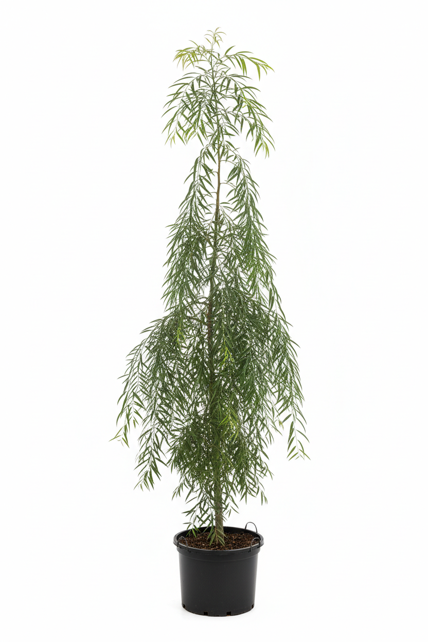 Rhus Lancea Karee Tree | Guvies