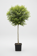 River Bushwillow Tree | Guvies