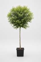 River Bushwillow Tree | Guvies