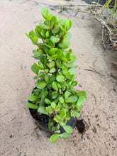 Load image into Gallery viewer, guvies.co.za spekboom 4 litres

