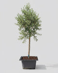 Guvies.co.za olea africana 200 litres