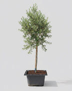Guvies.co.za olea africana 200 litres