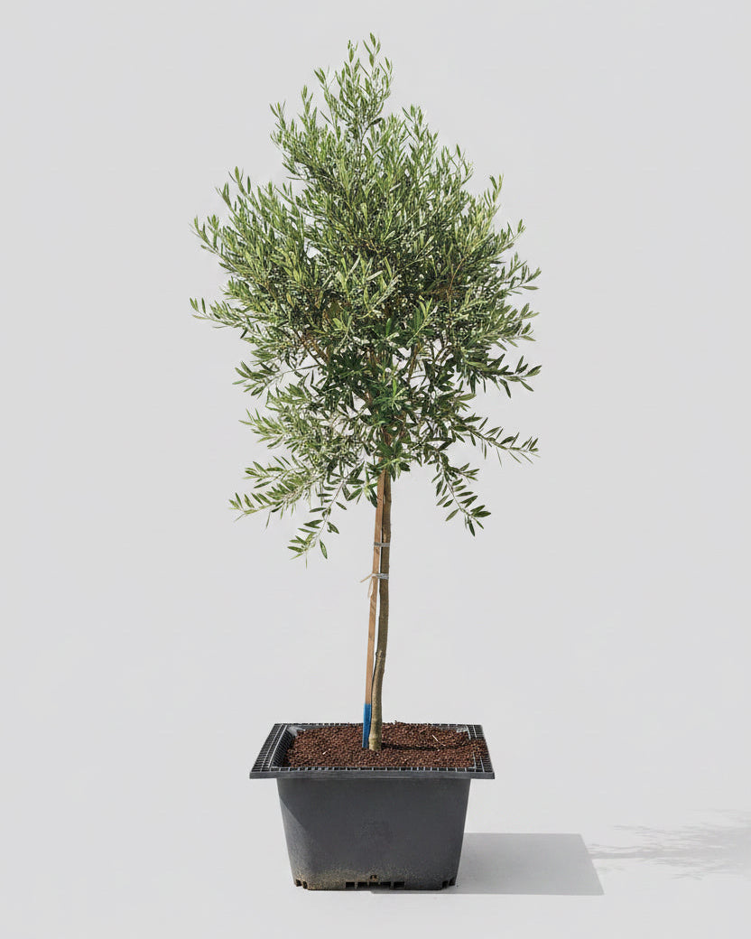Guvies.co.za olea africana 200 litres