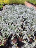 Guvies.co.za gazania uniflora