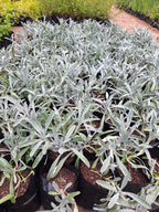 Guvies.co.za gazania uniflora