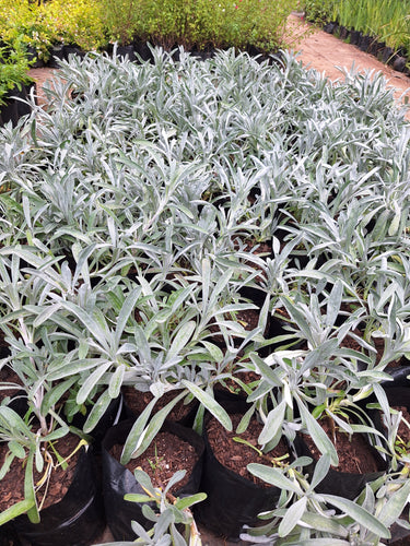 Guvies.co.za gazania uniflora