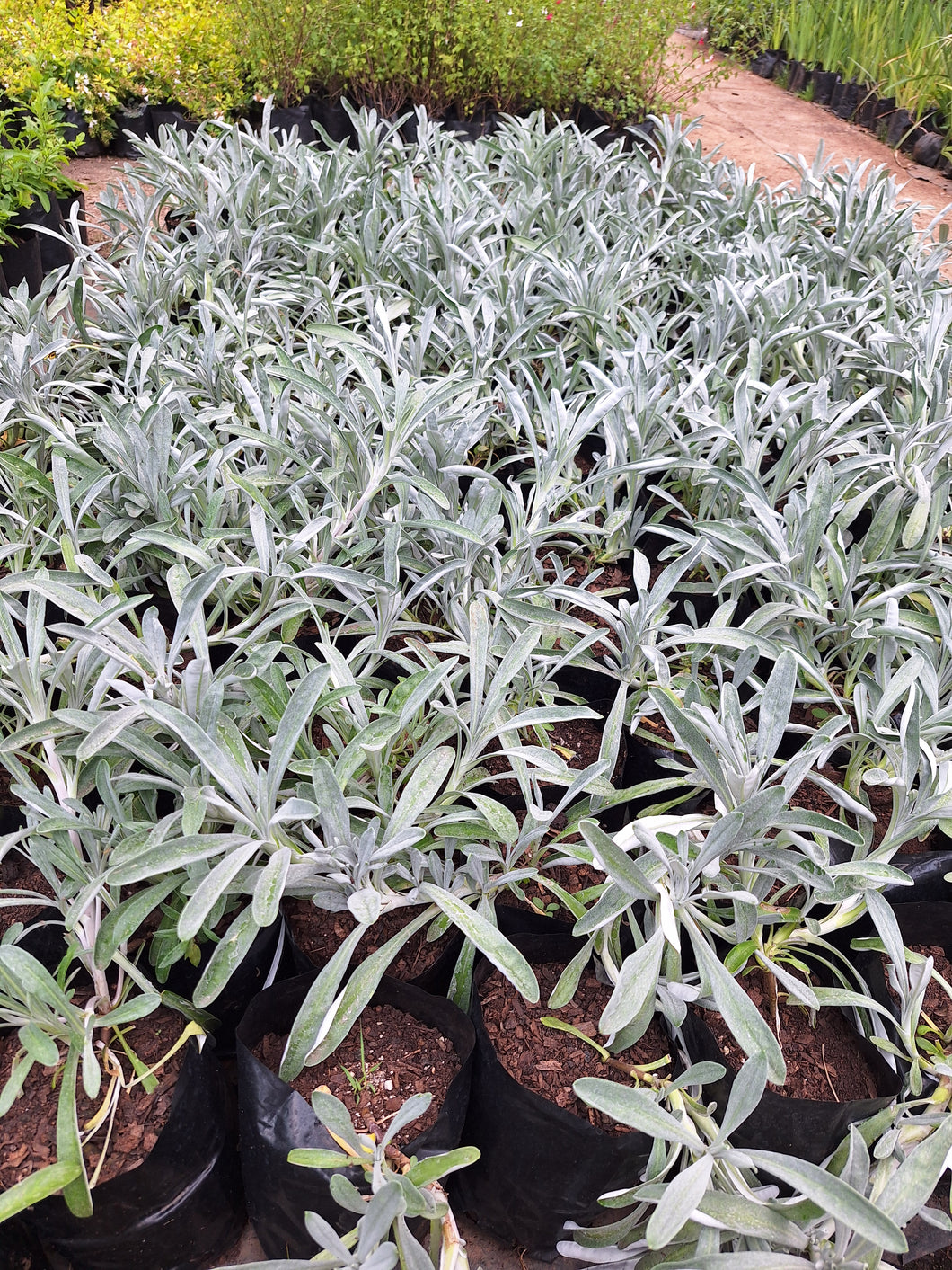 Guvies.co.za gazania uniflora