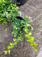 Load image into Gallery viewer, Abelia (4 litre bag)
