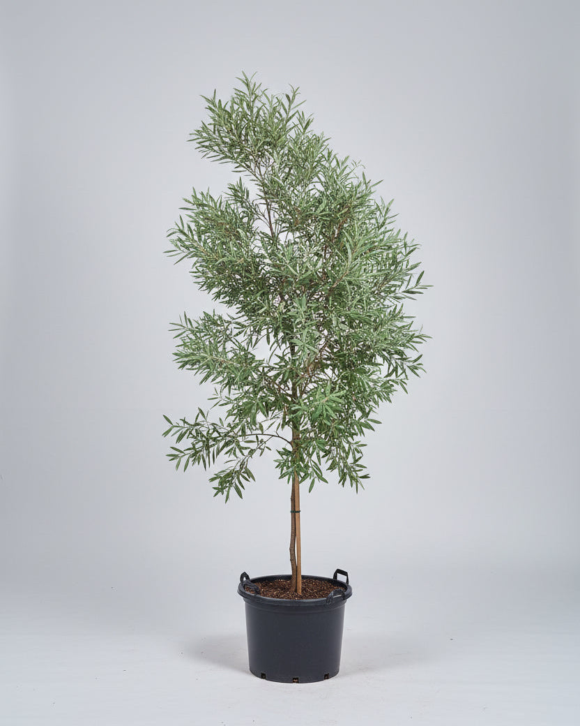 Guvies.co.za buddleja saligna 200 litres
