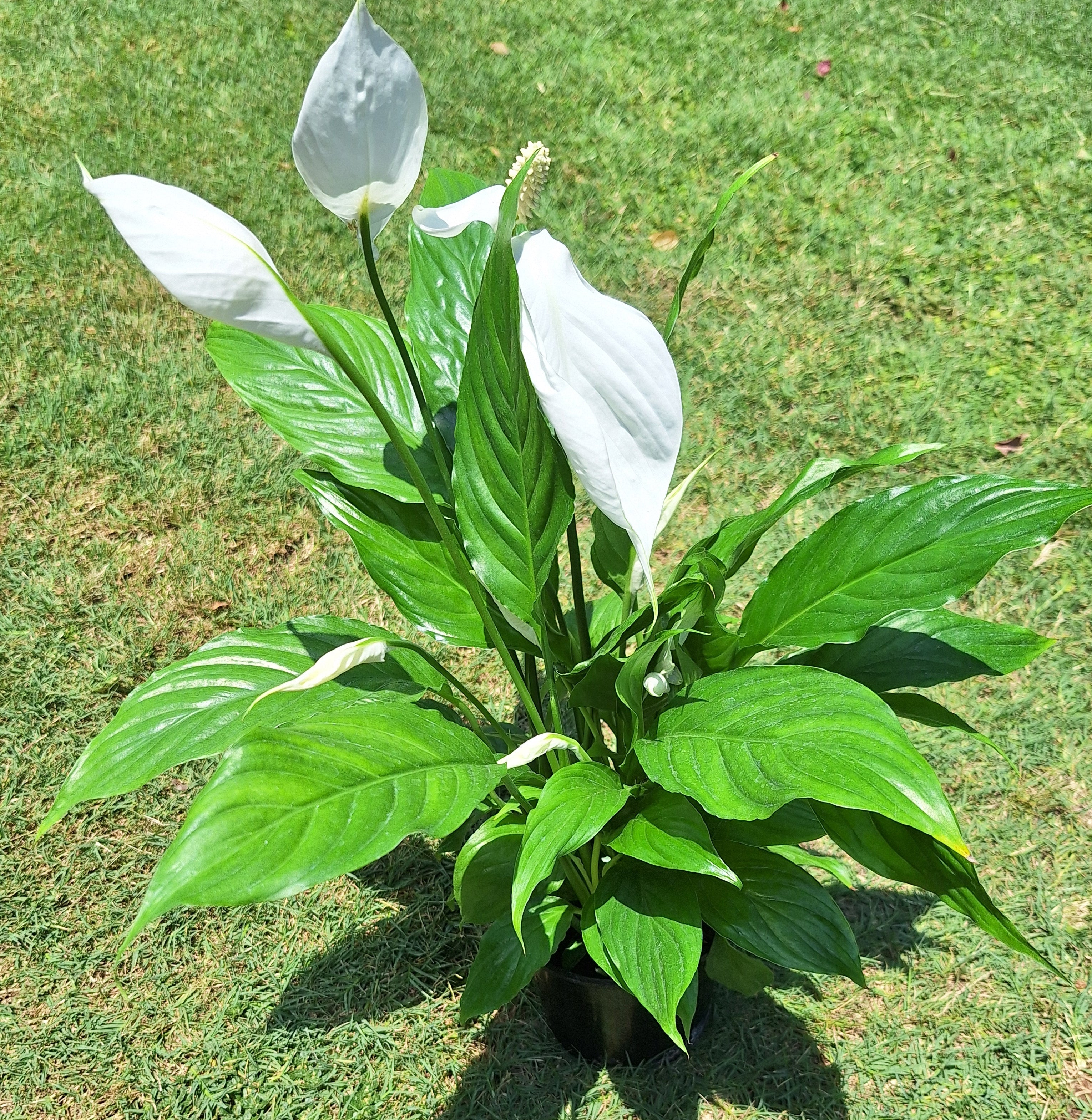 Guvies.co.za peace lily 14 cm
