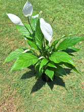 Load image into Gallery viewer, Guvies.co.za peace lily 14 cm
