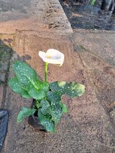 Load image into Gallery viewer, Guvies.co.za Calla Lily 4 litres
