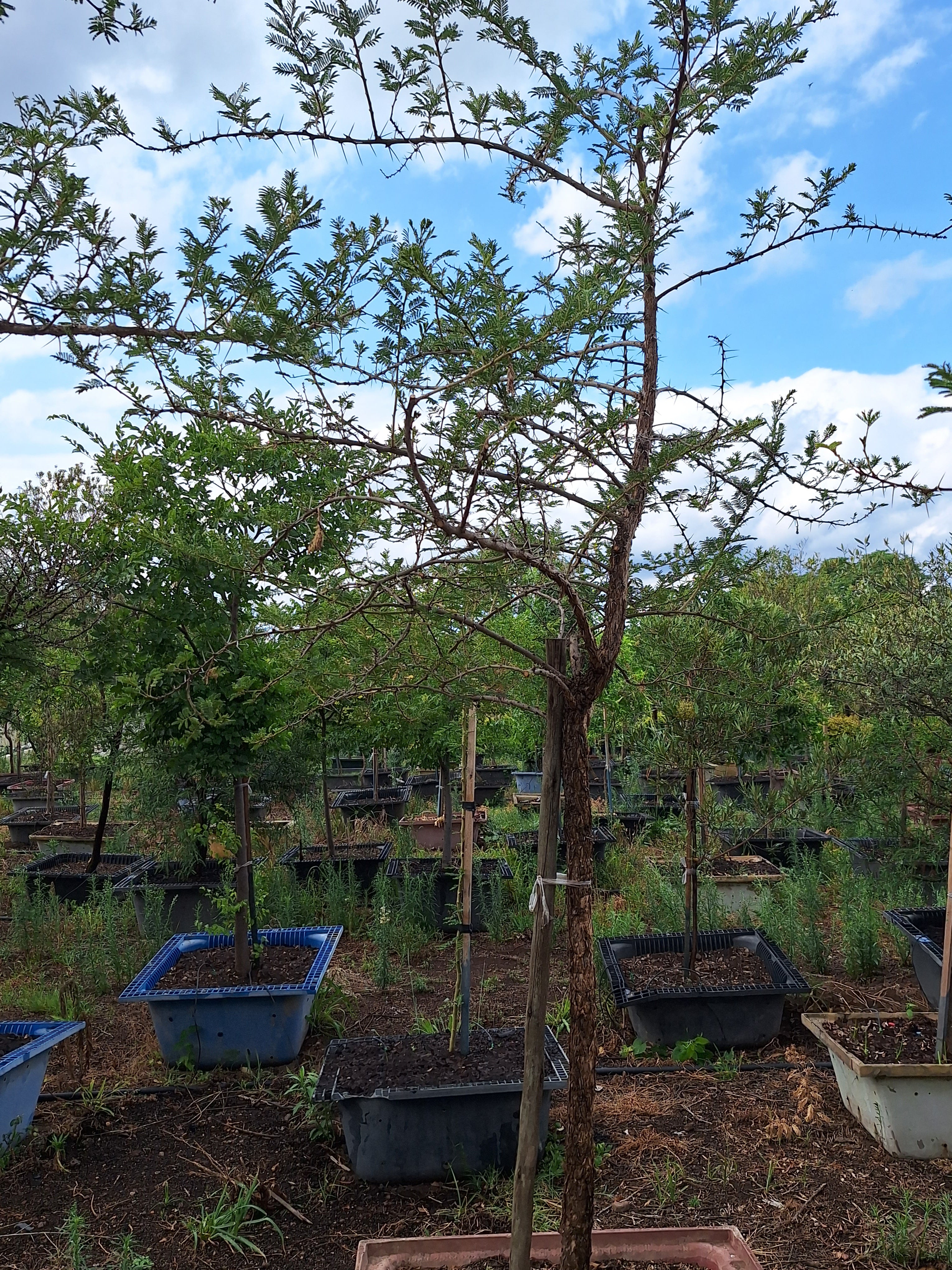 Guvies.co.za paperbark thorn 200 litres