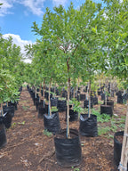 Guvies.co.za river bushwillow 100 litres