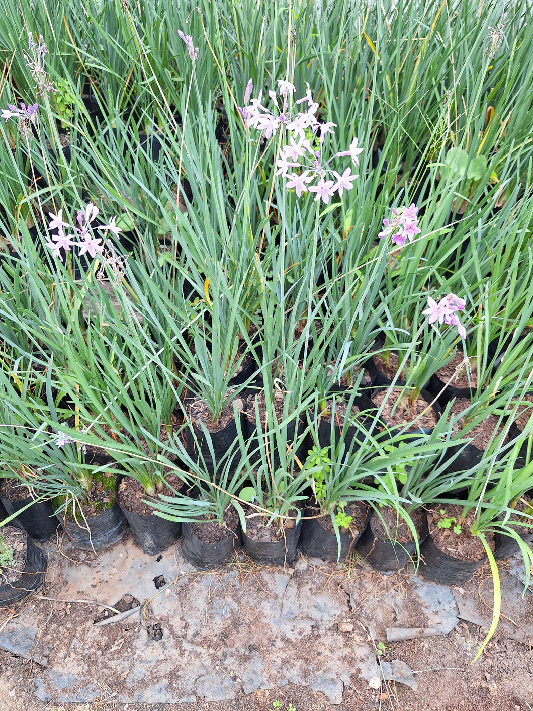 Tulbaghia violacea (wild garlic) (4 litres)