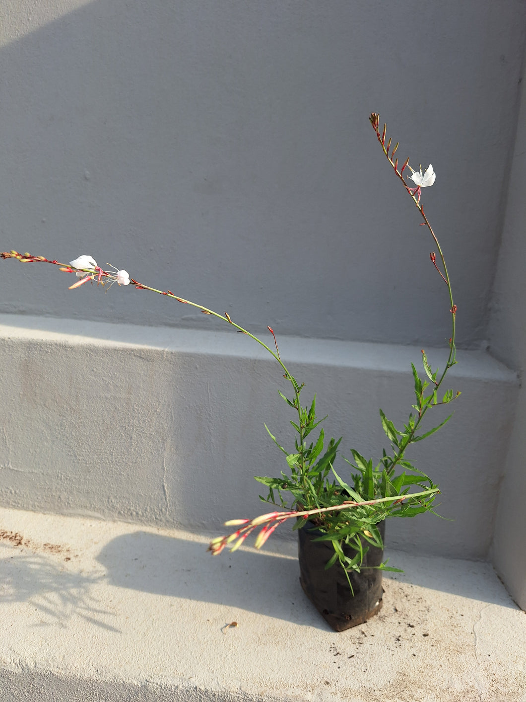 Gaura (Butterfly bush) (4 litres)