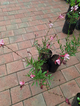 Load image into Gallery viewer, Gaura (Butterfly bush) (4 litres)
