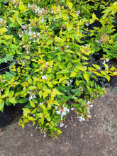 Load image into Gallery viewer, Abelia (4 litre bag)
