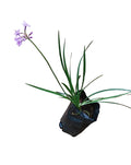 Tulbaghia violacea (wild garlic) (4 litres)