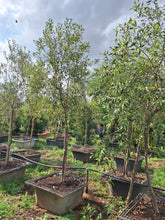 Load image into Gallery viewer, Guvies.co.za olea africana 200 litres
