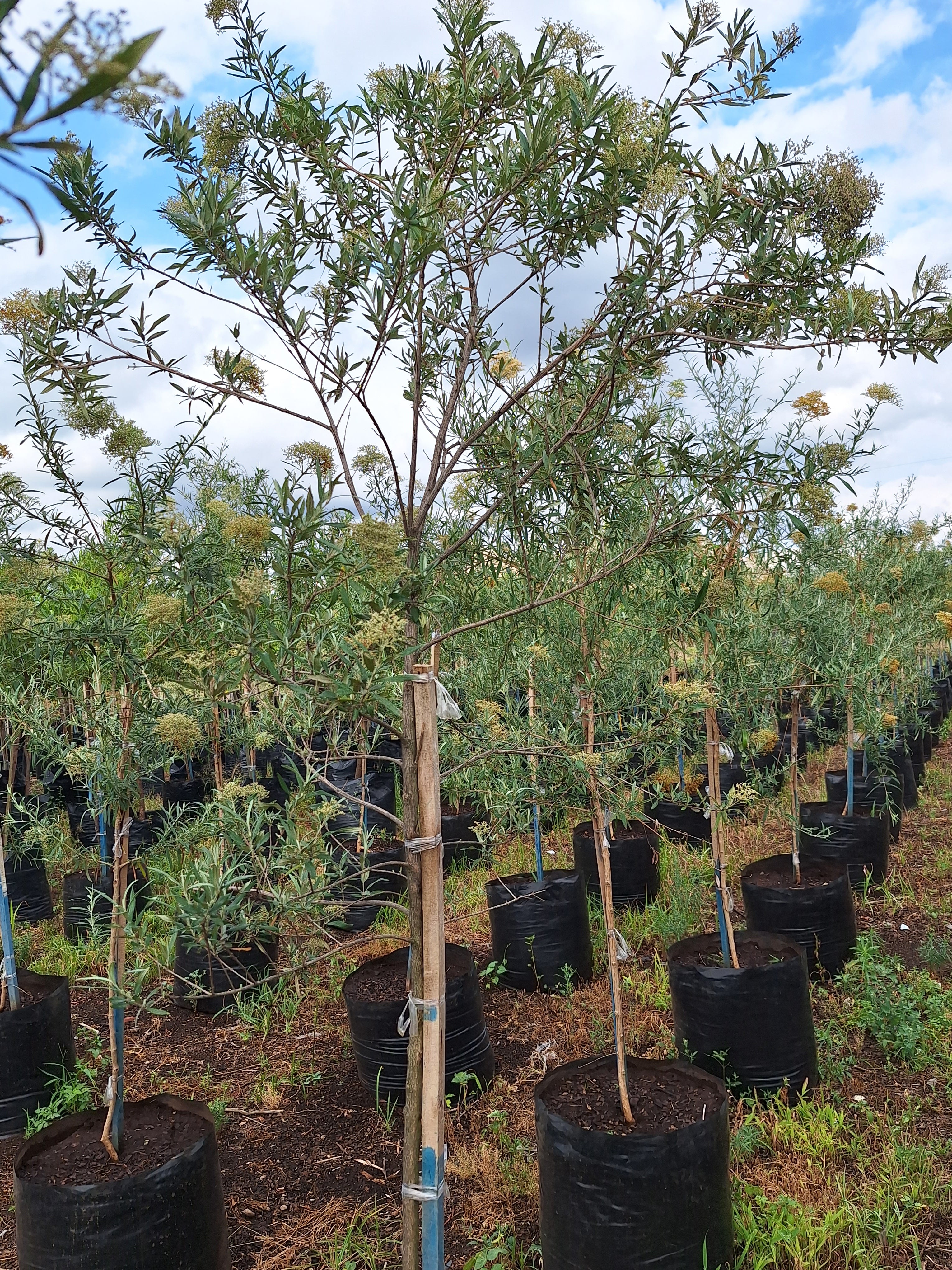 Guvies.co.za buddleja saligna 100 litres