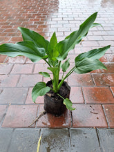 Load image into Gallery viewer, Guvies.co.za Arum Lily in 4 Litre bag
