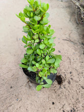 Load image into Gallery viewer, guvies.co.za spekboom 4 litres
