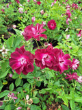 Burgundy iceberg rose bush (10 litres)