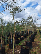 Load image into Gallery viewer, Guvies.co.za fever tree 100 litres
