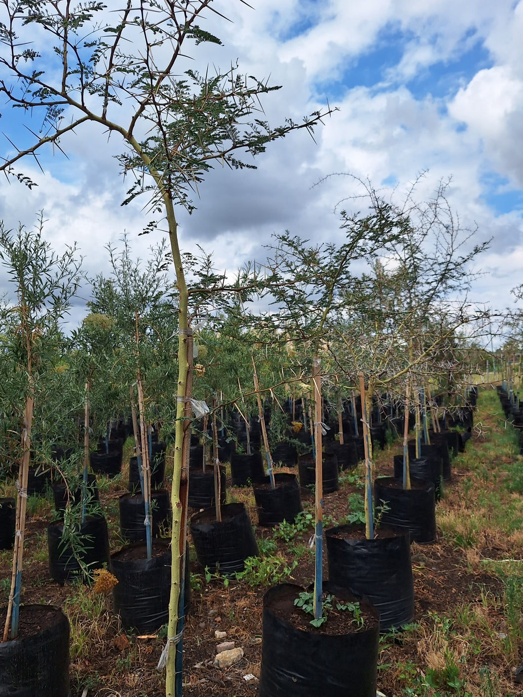 Guvies.co.za fever tree 100 litres