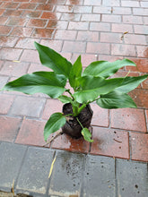Load image into Gallery viewer, Guvies.co.za Arum Lily in 4 Litre bag
