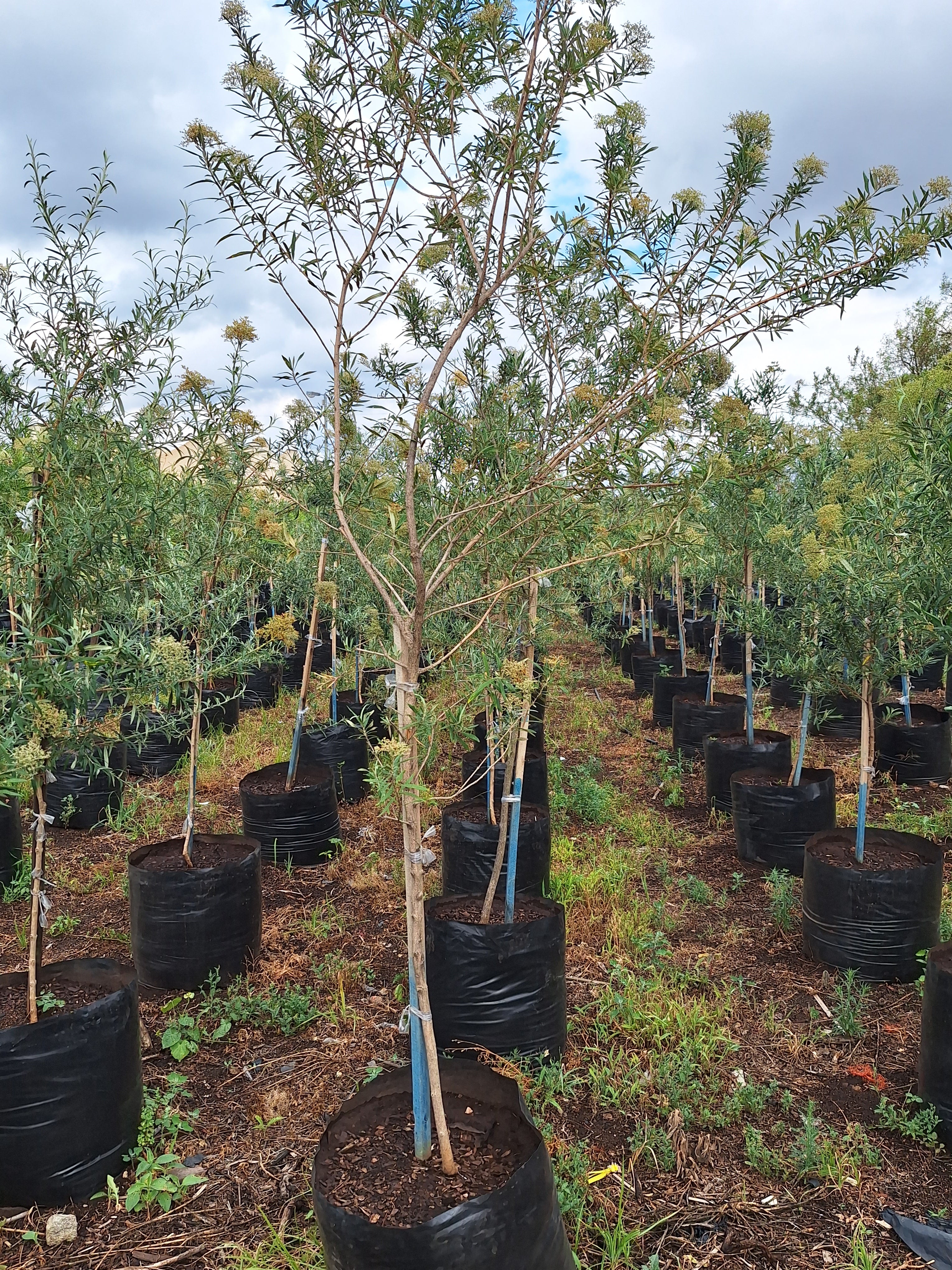 Guvies.co.za buddleja saligna 100 litres