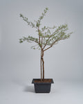 Guvies.co.za paperbark thorn 200 litres
