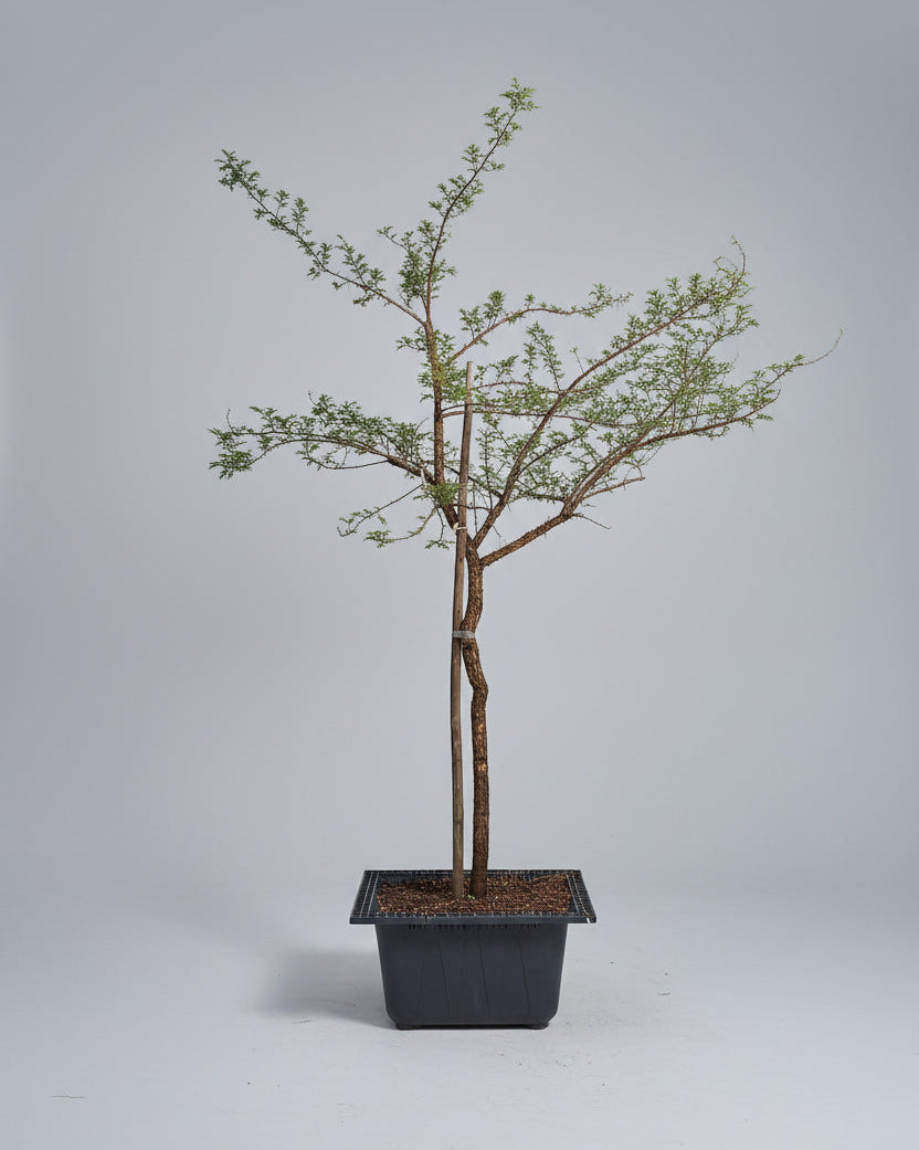 Guvies.co.za paperbark thorn 200 litres