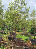 Guvies.co.za olea africana 200 litres
