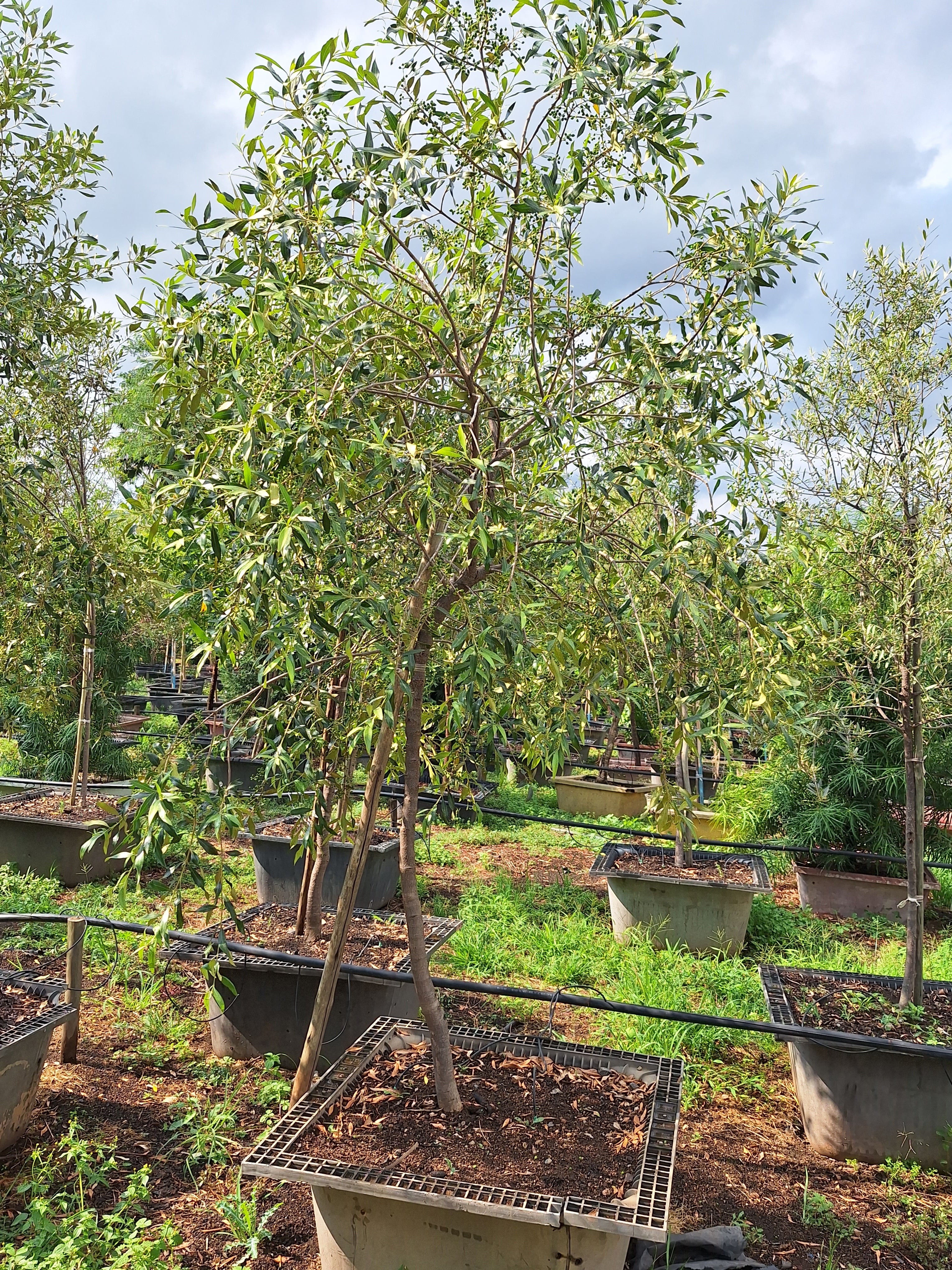 Guvies.co.za olea africana 200 litres