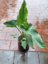Load image into Gallery viewer, Guvies.co.za Arum Lily in 4 Litre bag
