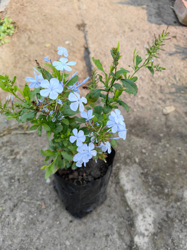 guvies.co.za plumbago blue
